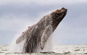 Tuyển Anh sẽ được đi ngắm cá voi miễn phí ở Iceland nếu... thua ở vòng 1/8